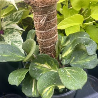 Hoya obovata variegata ‘Splash’