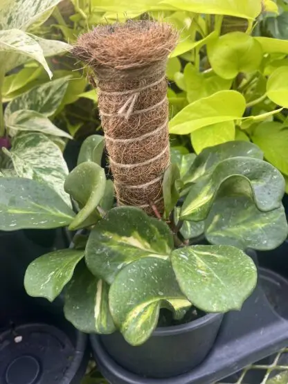 Hoya obovata variegata ‘Splash’