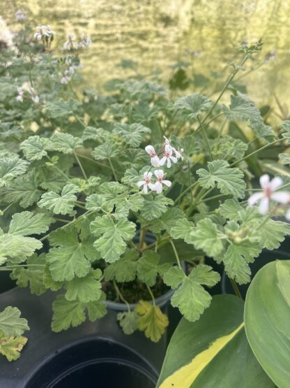 Pelargonium x fragrans 'Nutmeg-Scented Geranium'