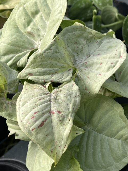 Syngonium podophyllum 'Milk Confetti'