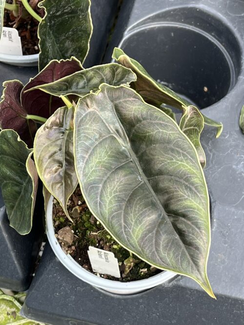 Alocasia azlanii