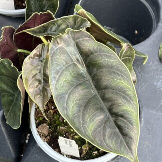 Alocasia azlanii