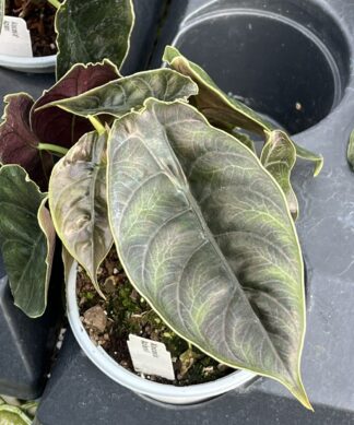 Alocasia azlanii