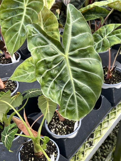 Alocasia, Safari Morocco