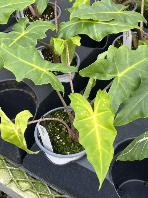 Alocasia, Golden Dragon