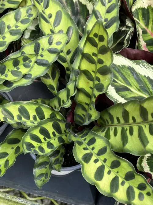 Calathea lancifolia, Rattlesnake Plant