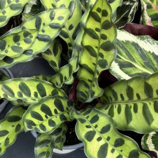 Calathea lancifolia, Rattlesnake Plant