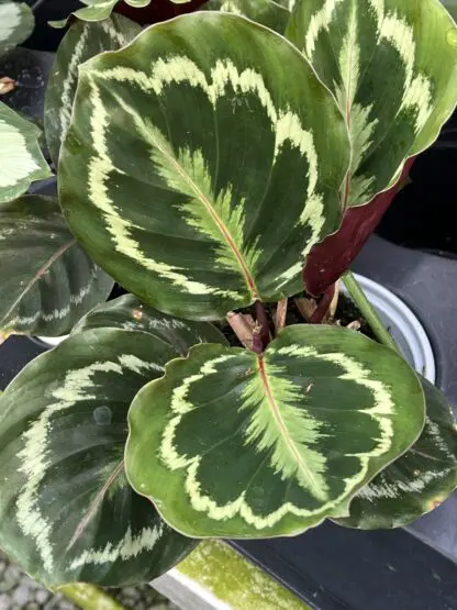 Calathea roseopicta 'Medallion'