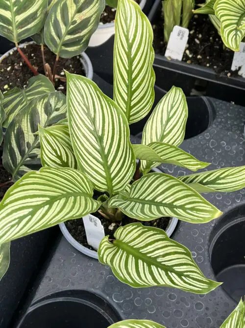 Calathea vittata