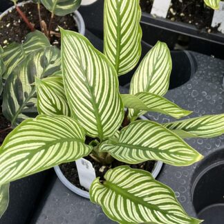 Calathea vittata