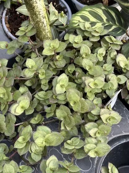 Callisia repens, Bolivian Jew Green