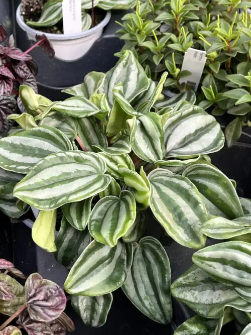 Peperomia argyreia 'Watermelon'