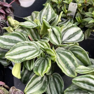 Peperomia argyreia 'Watermelon'