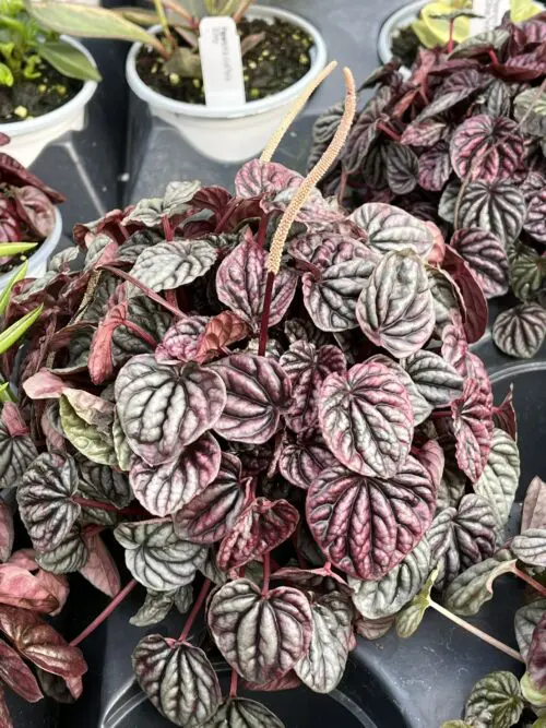 Peperomia caperata 'Schumi Red'