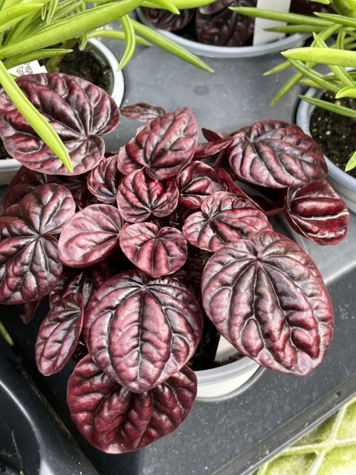 Peperomia caperata 'Red Ripple'