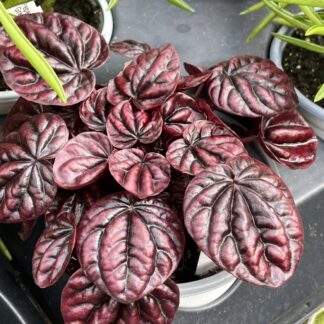 Peperomia caperata 'Red Ripple'