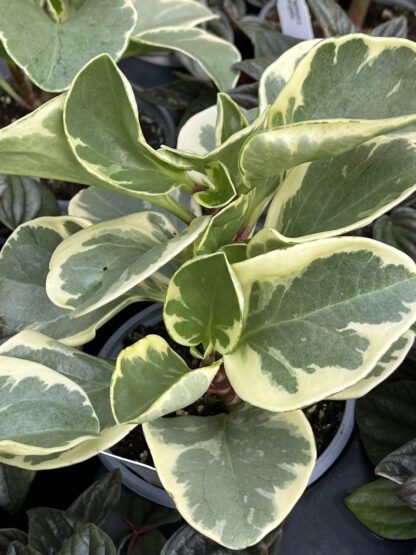 Peperomia obtusifolia 'Variegata'