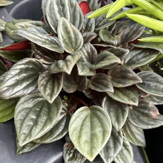 Peperomia caperata 'Brasilia'