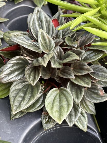 Peperomia caperata 'Brasilia'