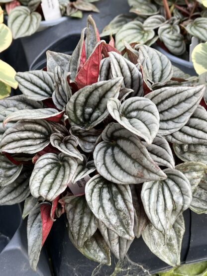 Peperomia caperata 'Mendoza'