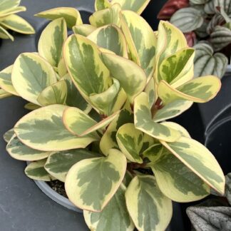 Peperomia obtusifolia 'Citrus Twist'