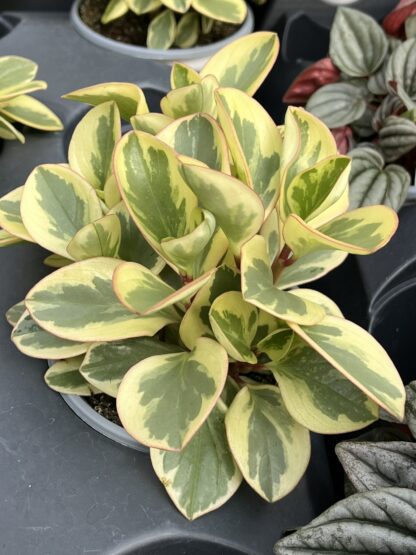 Peperomia obtusifolia 'Citrus Twist'