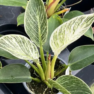 Philodendron hybrid 'Birkin'