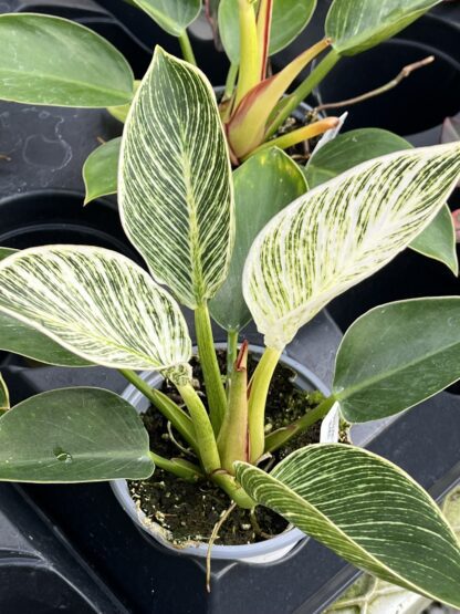 Philodendron hybrid 'Birkin'