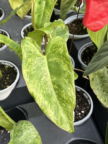 Philodendron 'Paraiso Verde'