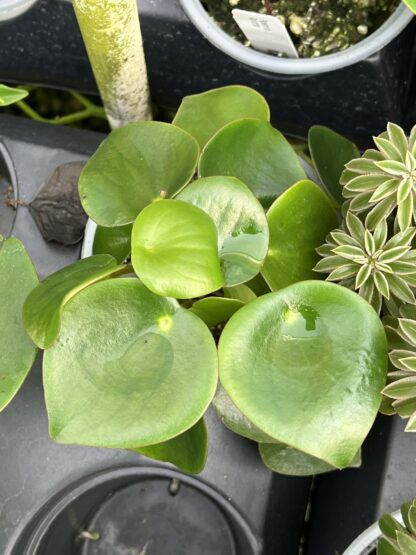 Peperomia polybotrya 'Raindrop'