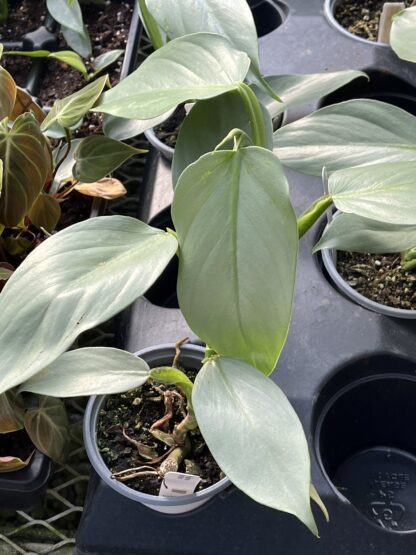 Philodendron hastatum "Silver Sword"