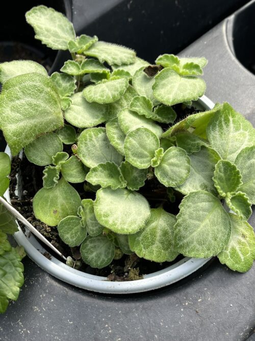 Plectranthus oertendahlii ﻿'Emerald Lace Swedish Ivy'