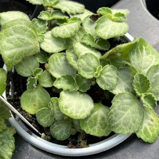 Plectranthus oertendahlii ﻿'Emerald Lace Swedish Ivy'