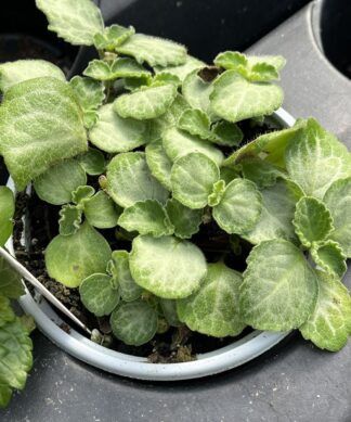 Plectranthus oertendahlii ﻿'Emerald Lace Swedish Ivy'