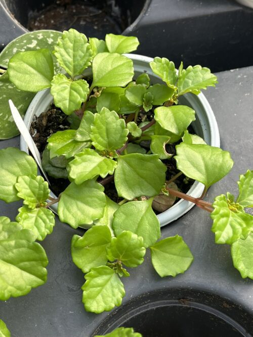 Plectranthus verticillatus 'Swedish Ivy'