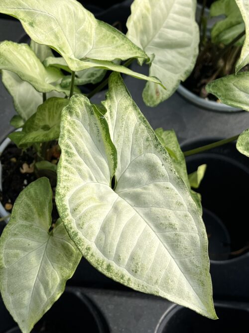 Syngonium podophyllum 'White Butterfly'