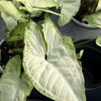 Syngonium podophyllum 'White Butterfly'