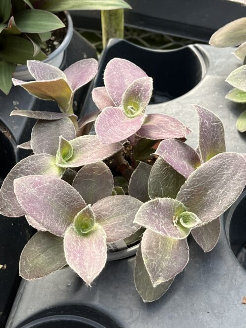 Tradescantia sillamontana 'Fuzzy Purple'