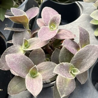 Tradescantia sillamontana 'Fuzzy Purple'