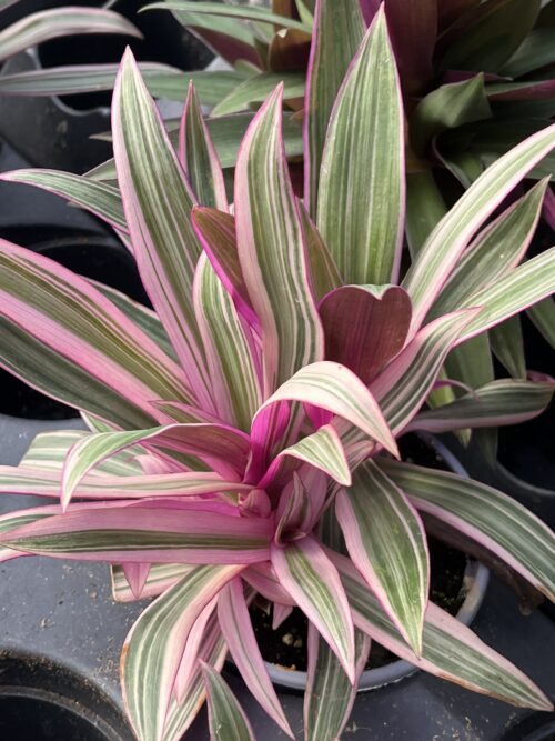 Tradescantia spathacea, Tricolor