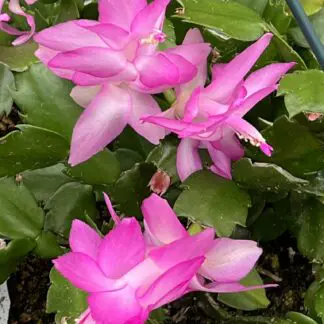 Schlumbergera hybrid ‘Modesto’