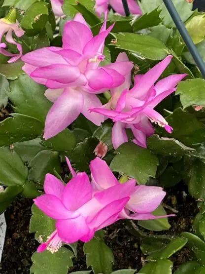 Schlumbergera hybrid ‘Modesto’