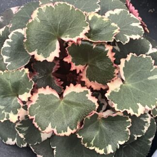 Saxifraga stolonifera variegata 'Variegated Strawberry Begonia'