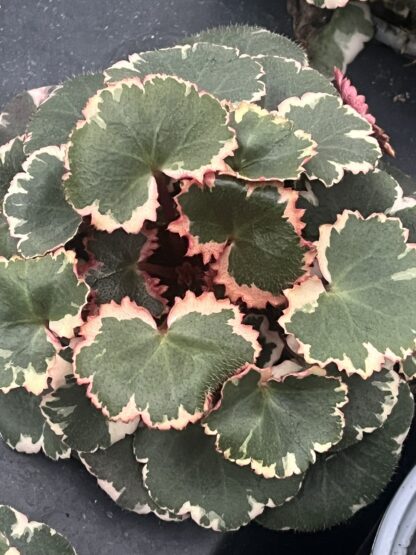 Saxifraga stolonifera variegata 'Variegated Strawberry Begonia'