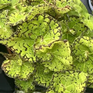 Begonia, Froggy