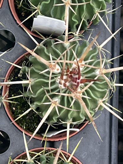 Stenocactus crispatus