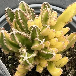 Acanthocereus tetragonus 'Variegated Fairy Castle'