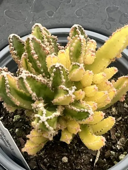 Acanthocereus tetragonus 'Variegated Fairy Castle'