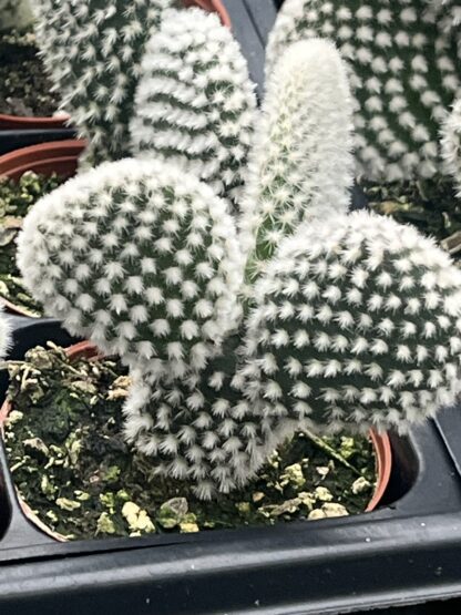 Opuntia microdasys 'Bunny Ears'