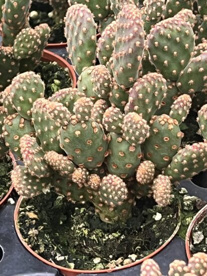 Opuntia rufida minima monstrose 'Cinnamon Cactus'